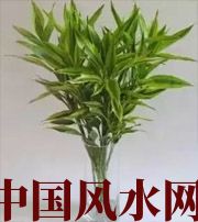 三亚十二生肖养什么植物最旺财运？你知道吗！